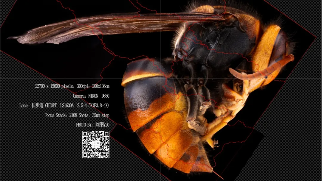 1763948490803.jpg 1763948490803.jpg