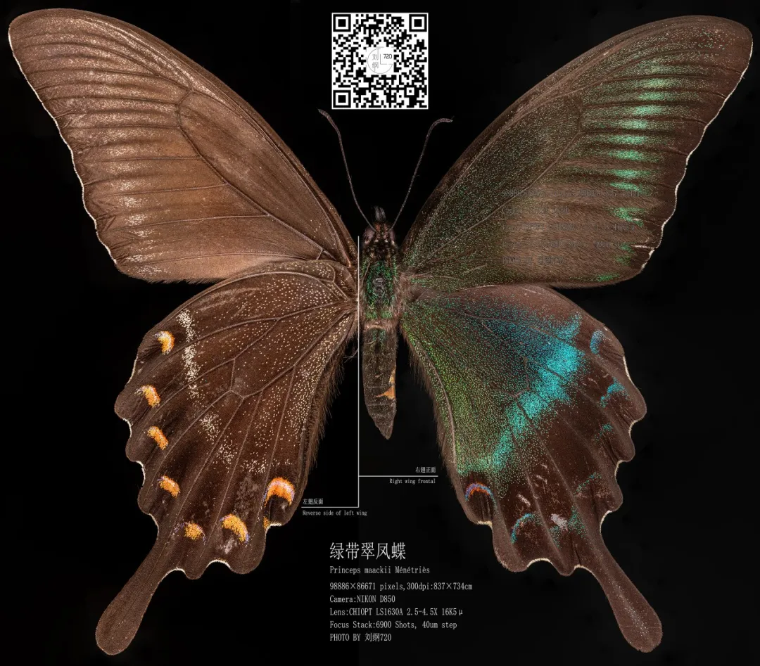 1763948504240.jpg 1763948504240.jpg